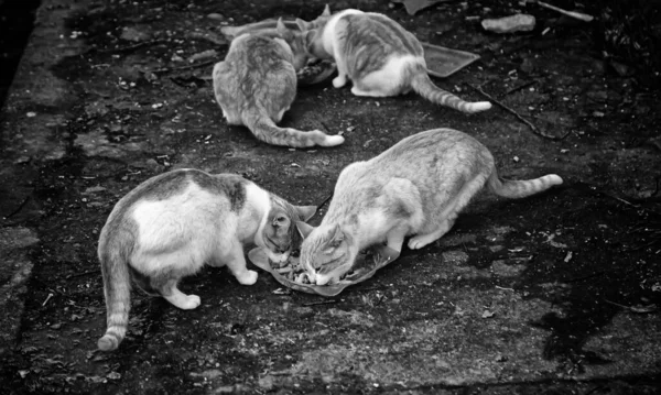 Gatos Rua Abandonados Abuso Animais Tristeza — Fotografia de Stock