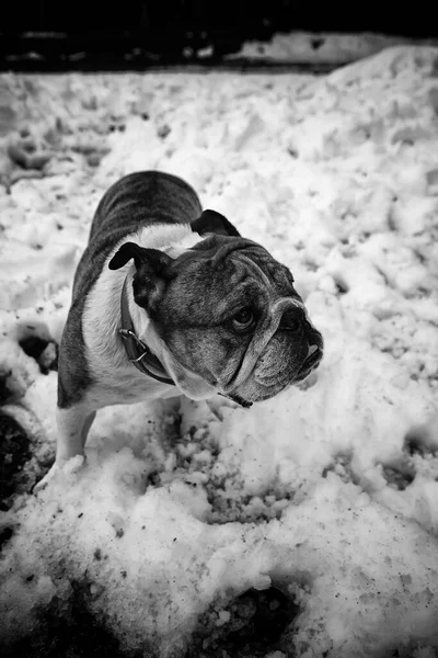 英国斗牛犬在雪地里玩耍 动物和自然 — 图库照片