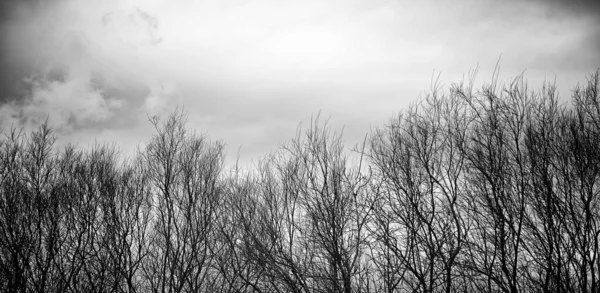 Branches Tree Autumn Leaves Landscapes Nature — Stock Photo, Image