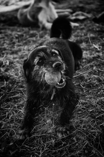 Cane Che Gioca Palla Nel Parco Divertimento Animale — Foto Stock