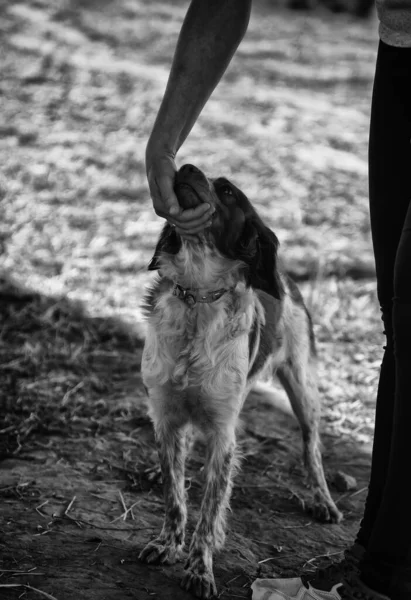 Podenco Dog Park Natürlichen Haustieren Und Sport — Stockfoto