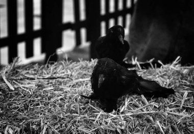 Cadılar bayramında dekoratif siyah kargalar, korku ve sembol