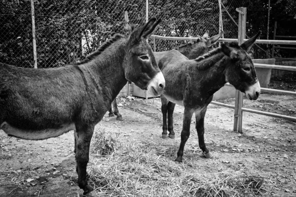 Manada Burros Estábulo Comendo Feno Animais — Fotografia de Stock