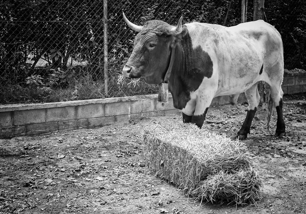 Vaca Con Cencerro Comiendo Paja Establos Animal — Foto de Stock