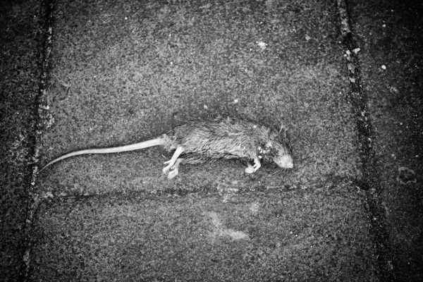 Tote Ratte Städtischen Straßenboden Tiere — Stockfoto