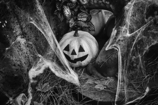 Halloween Dýně Terorizuje Dekorativní Hřbitově Strach — Stock fotografie