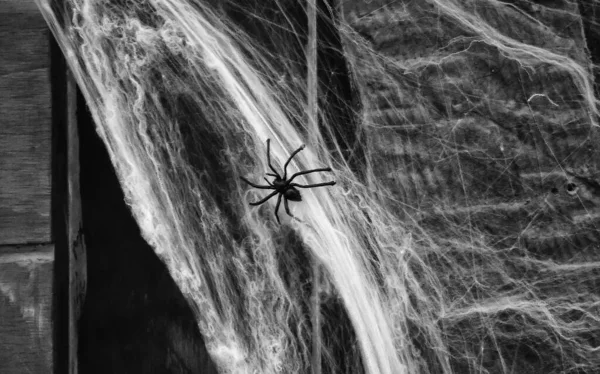 Terro Cadılar Bayramı Korku Yuvasında Dekoratif Örümcek Ağı Üzerine Örümcek — Stok fotoğraf