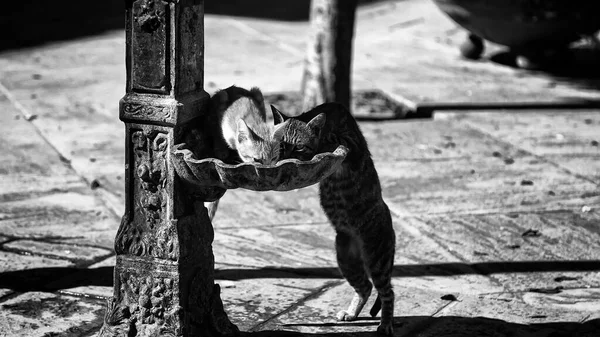 Street cats drinking in fountain, animals and abandonment