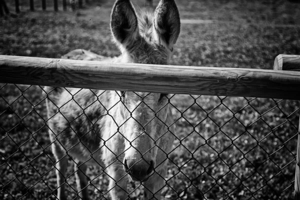 Graue Esel Auf Dem Bauernhof Tiere Und Natur — Stockfoto