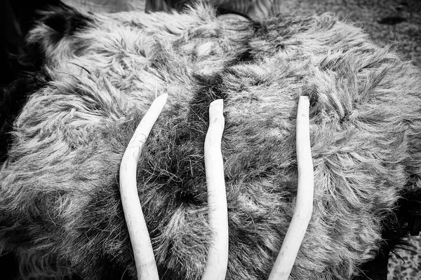 动物皮 毛皮和织物 — 图库照片