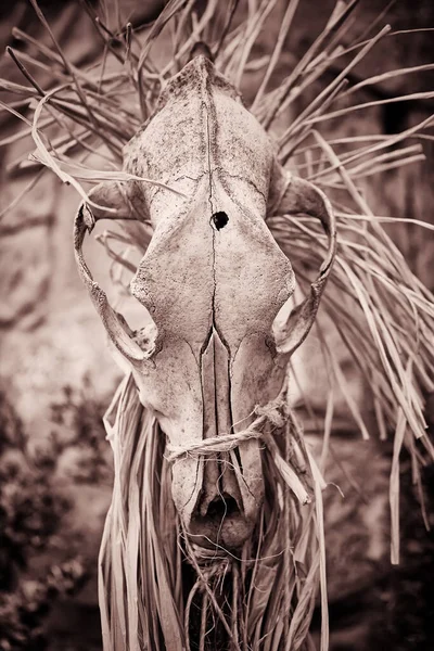 Esqueleto Animal Pendurado Símbolo Palha Pau — Fotografia de Stock