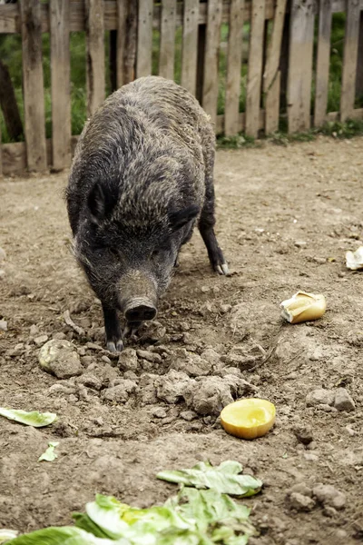Wildschweine Bauernhof Haustiere Natur — Stockfoto