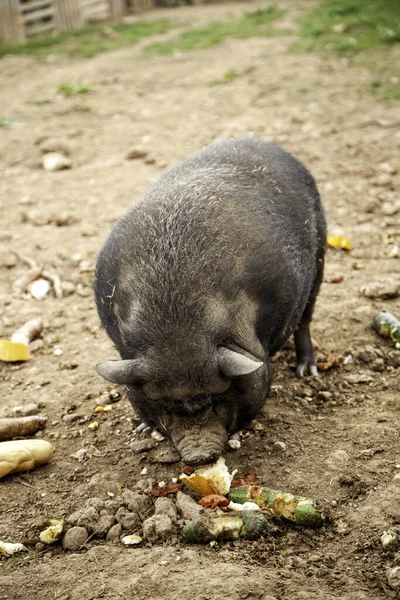 Wild Boar Farm Domestic Animals Nature — ストック写真