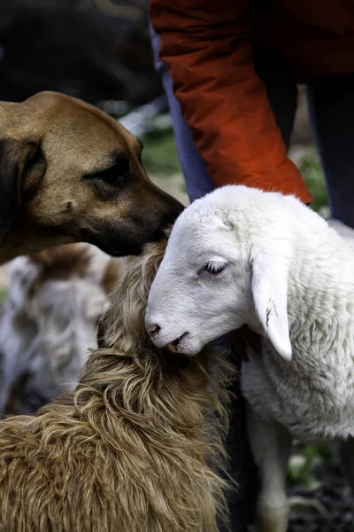 Feeding a sheep , detail of feeding and animal care