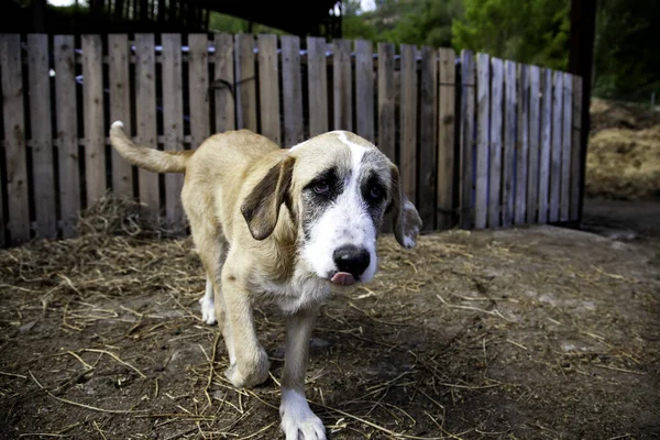 Perro Podenco Abandonado Triste Animales Adoptados — Foto de Stock