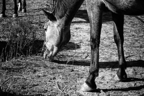 Reinrassiges Pferd Stall Tiere Und Natur — Stockfoto