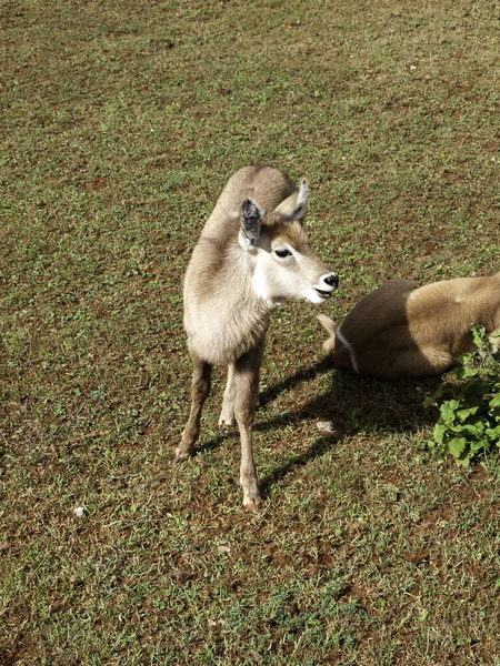 Sabre Selvagem Antilope Natureza Animais Herbívoros Paisagem — Fotografia de Stock