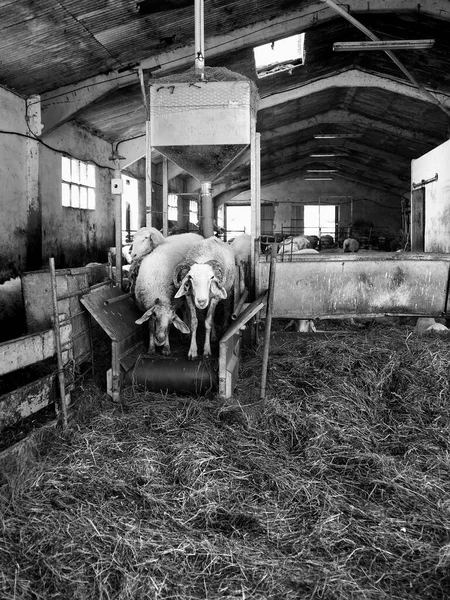 Sheeps Rural Farm Barnyard Animals Nature — Stock Photo, Image