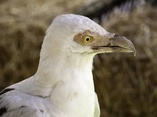 Falcoaria Coruja Mamíferos Selvagens Aves — Fotografia de Stock