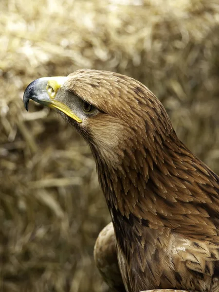 Owl Falconry Wild Mammals Birds — Stock Photo, Image