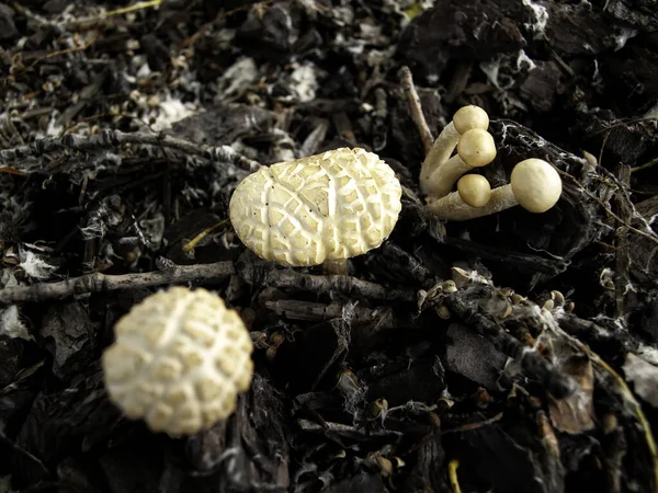 Cogumelos Selvagens Floresta Detalhe Natureza Comida — Fotografia de Stock