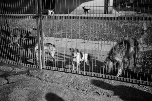 Kilitli Köpek Kulübeleri Terk Edilmiş Üzüntü — Stok fotoğraf