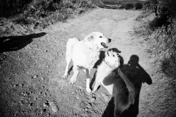 Parque Perros Podenco Animales Naturales Domésticos Deportivos —  Fotos de Stock