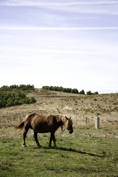 Caballo Tranquilo Parque Animales Naturaleza — Foto de Stock