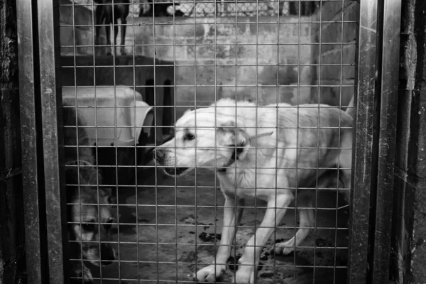 Dog in enclosed kennel, abandoned animals, abuse