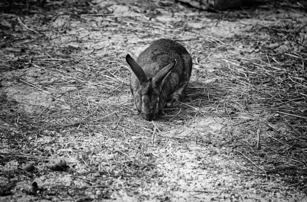 Conejo Parque Natural Animales Herbívoros Naturaleza —  Fotos de Stock