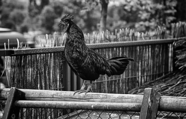 Gallo Granja Mascotas Parque Natural —  Fotos de Stock