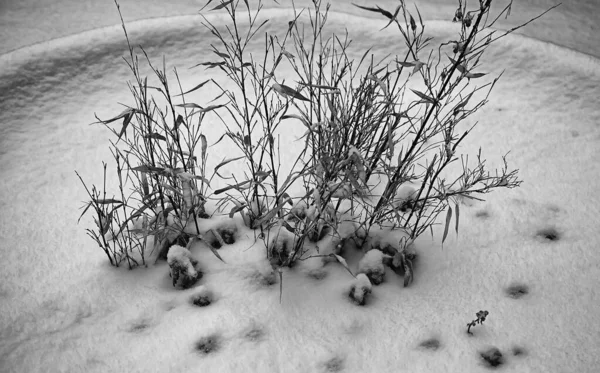 冬季多雪的植物 自然景观 — 图库照片