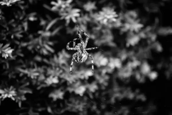 Spiderweb Vieja Pared Hallowen Festivales Animales Naturaleza — Foto de Stock