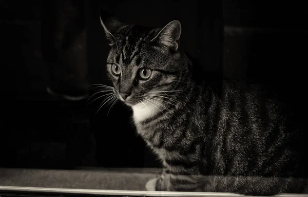 Gato Ventana Descansando Animales Felinos — Foto de Stock