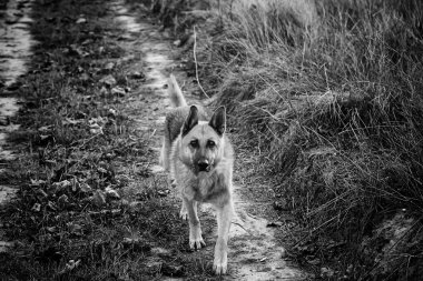Tarladaki köpek genç kurt, hayvanlar ve doğa.