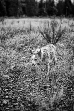 Köpek gezdirme kuraklık kırsal, hayvanlar ve doğa