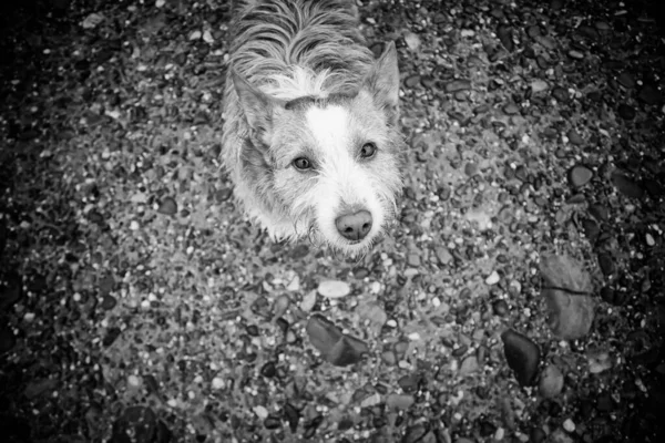 Dog Walking Arid Countryside Animals Nature — Stock Photo, Image