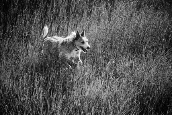 Cão Caminhando Árido Campo Animais Natureza — Fotografia de Stock