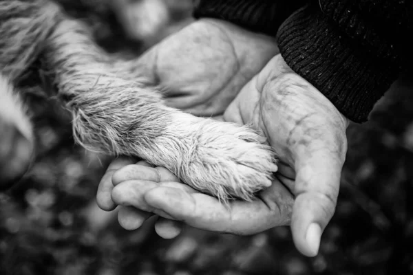 Mer Hund Går Längs Gatan — Stockfoto