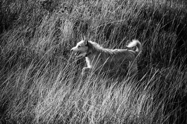 Dog Walking Arid Countryside Animals Nature — Stock Photo, Image