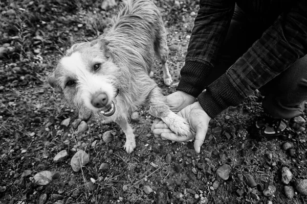 More Hound Dog Walking Street — Stock Photo, Image