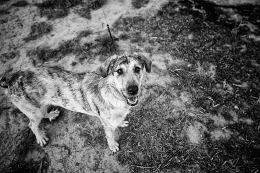 Parktaki küçük şirin köpek, hayvanlar ve doğa.