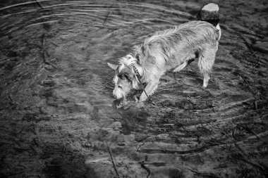 Sokakta daha çok av köpeği dolaşıyor.