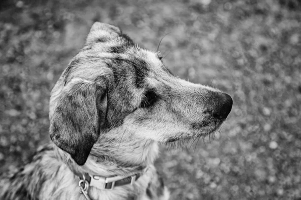 Parktaki Küçük Şirin Köpek Hayvanlar Doğa — Stok fotoğraf