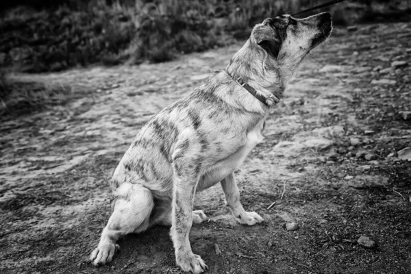 Perro Grisáceo Sentado Campo Animal Amor —  Fotos de Stock