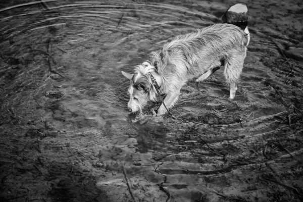 Sokakta daha çok av köpeği dolaşıyor.