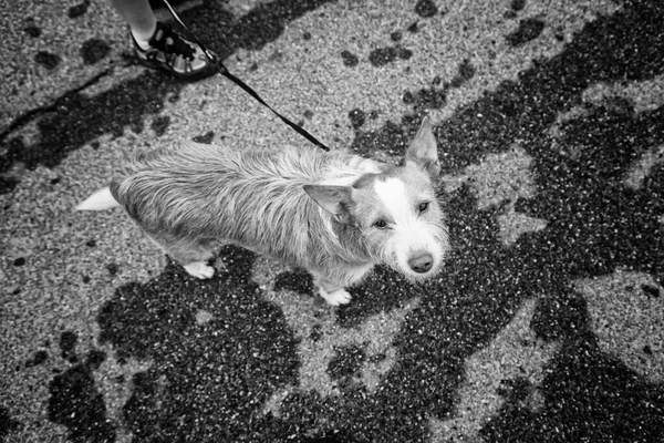 Mais Cão Caça Andando Longo Rua — Fotografia de Stock