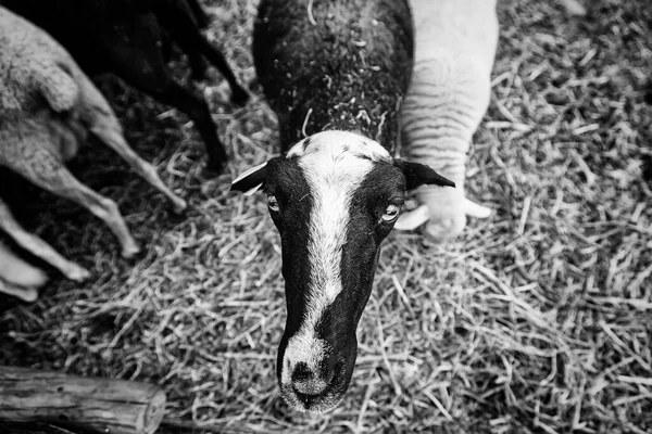 Černý Kozí Farma Zvířata Příroda — Stock fotografie