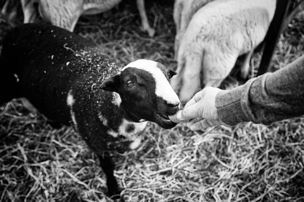 Kara Keçi Çiftliği Hayvanlar Doğa — Stok fotoğraf