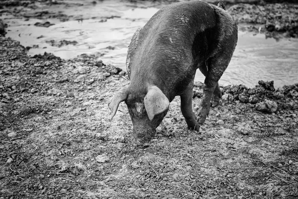 Fazenda Porco Barro Animais Natureza — Fotografia de Stock